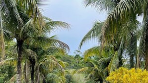 Un vialetto che conduce a un cancello con palme e una struttura a tetto rosso sullo sfondo.