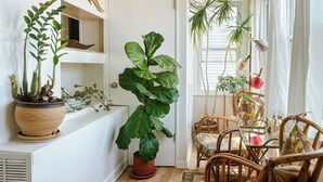 A room with a large potted plant, wicker chairs, and a white door. - Family-friendly, stylish Chicago Apartment in Logan Square (Chicago)