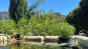 A pond with lily pads and a white water lily in the foreground. - Le Mas aux cedres (Lioux)