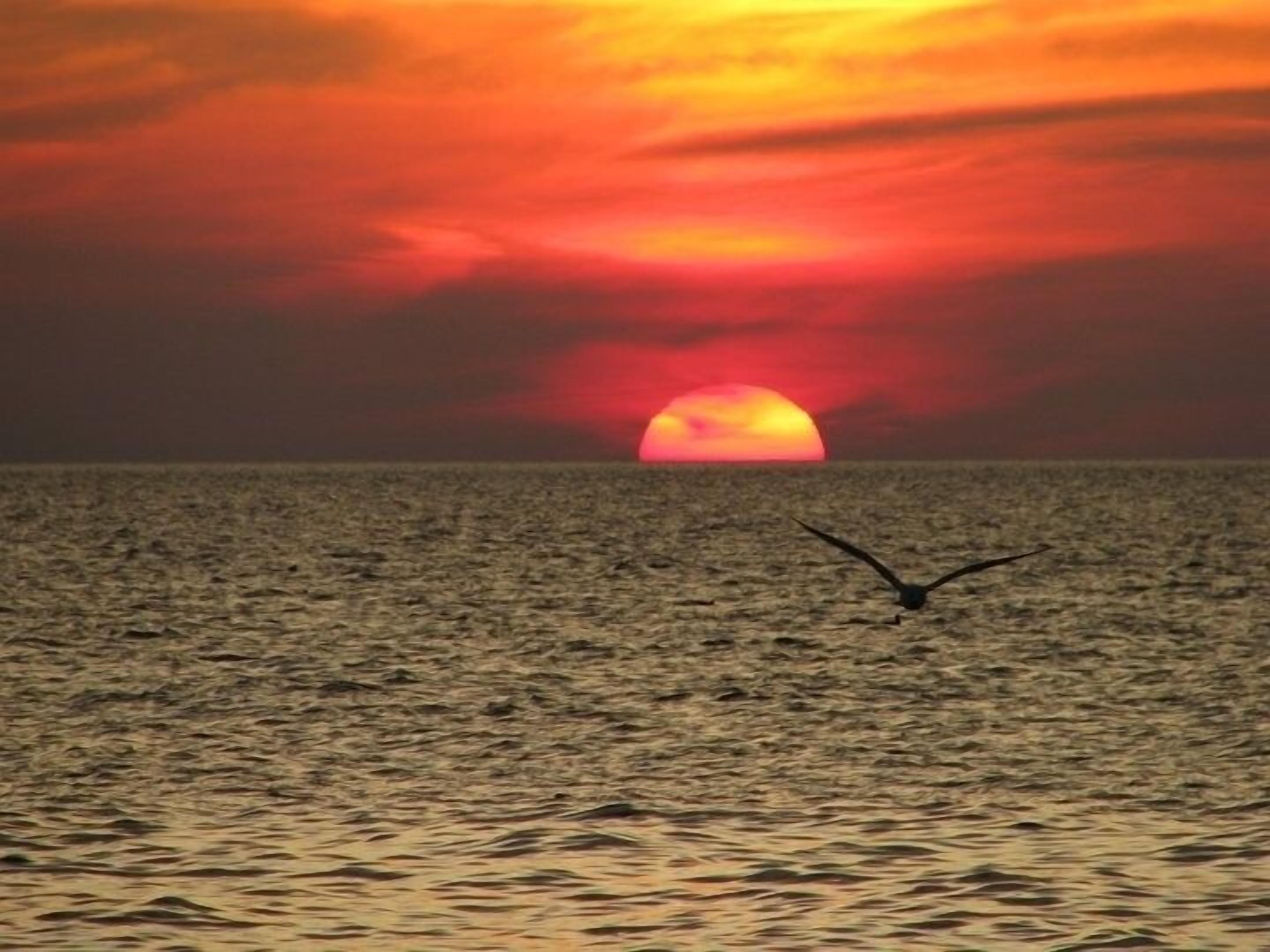 A sunset over a calm sea with a bird flying.