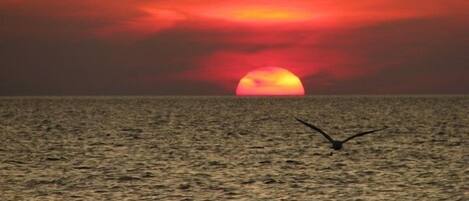 A sunset over a calm sea with a bird flying.