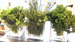 Three glass containers with various green plants on a metallic surface. - Wildkräuterhotel (Windelsbach)