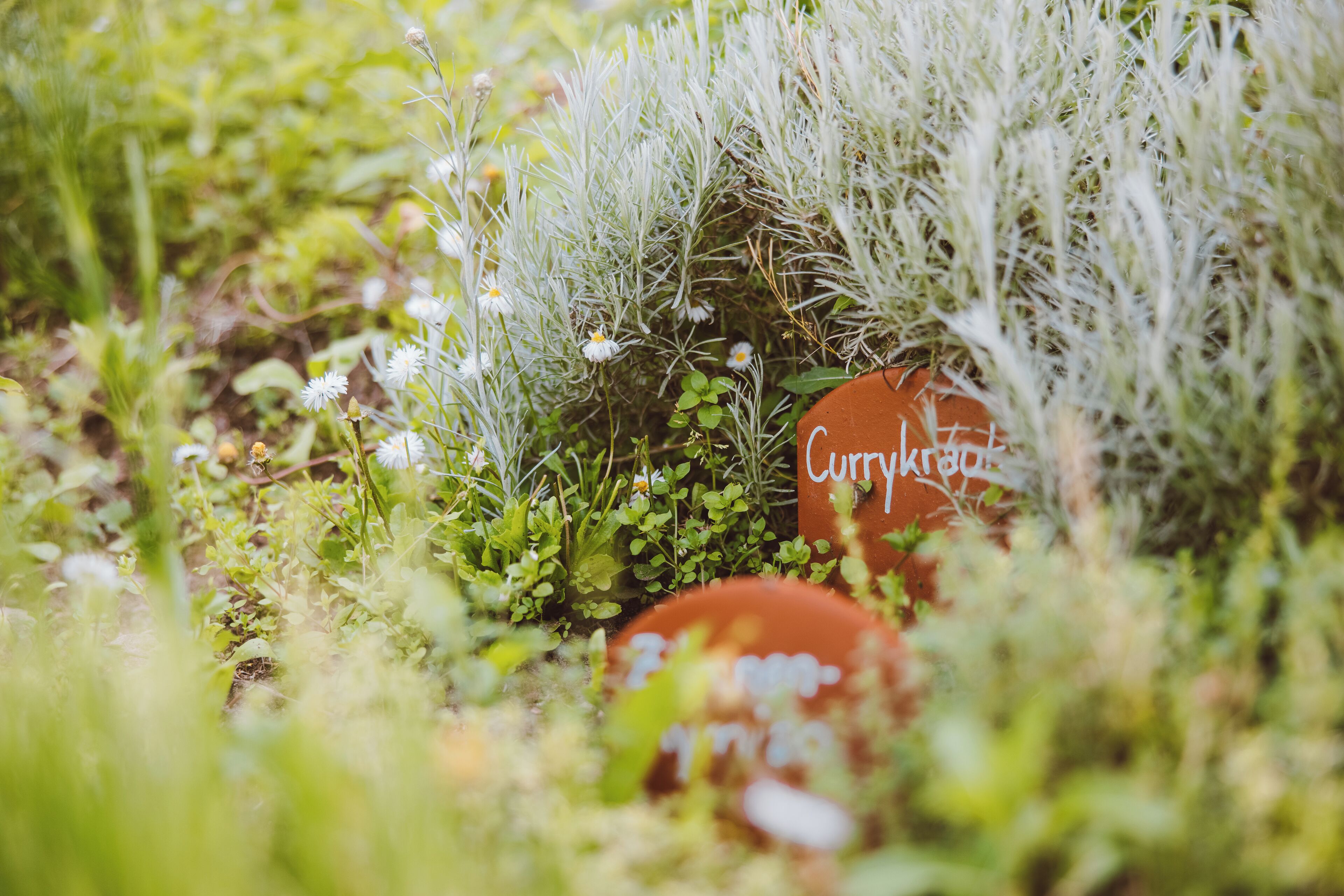 Un jardín con diversas plantas y un letrero que dice 'Currykrake'.