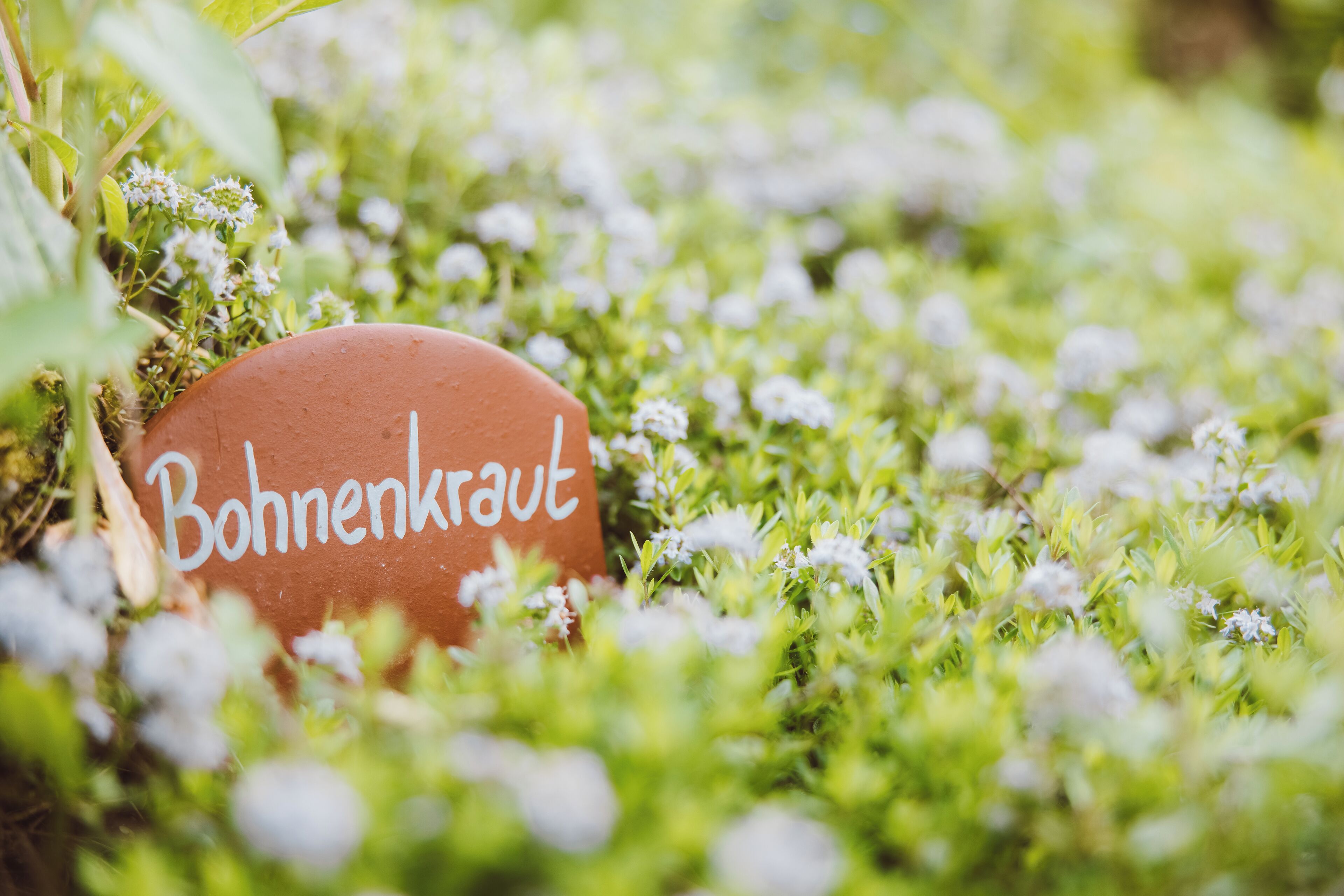 Ein Schild mit dem Schriftzug 'Bohnenkraut' inmitten eines Feldes kleiner weißer Blüten.
