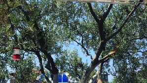 Zona de piscina amb gandules i ombrel·les, envoltada d'oliveres.