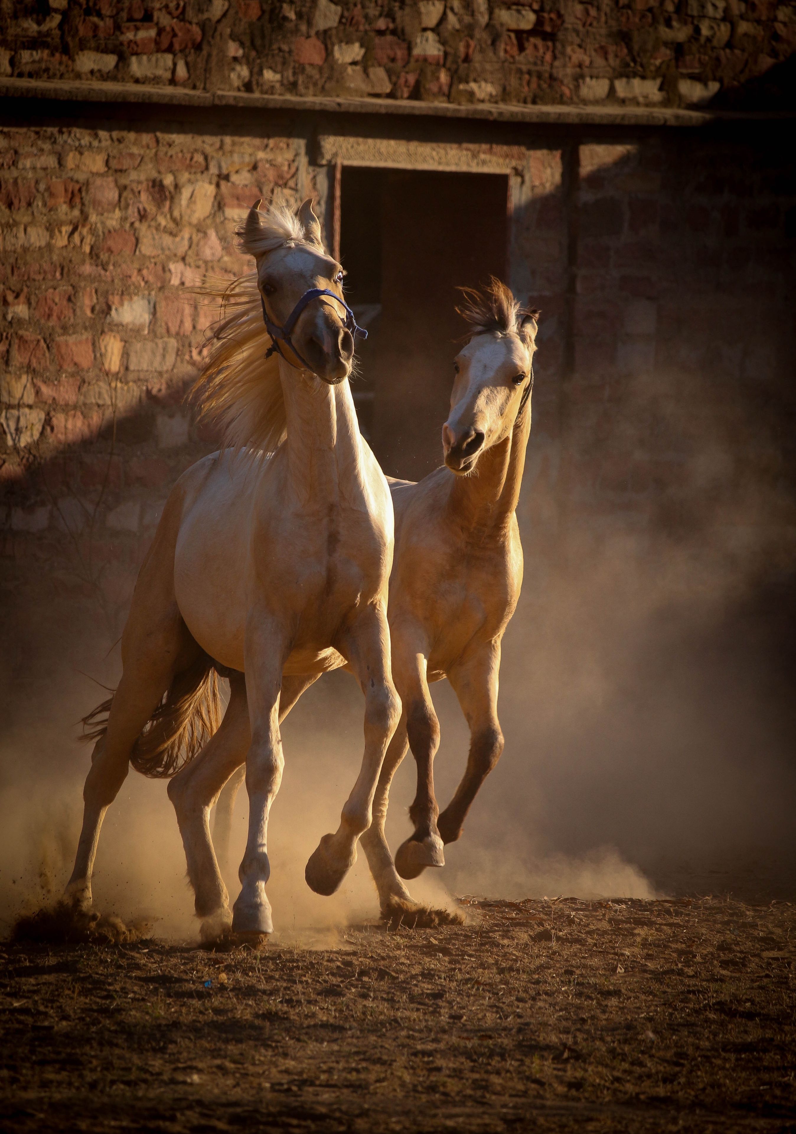 Two horses running in a stable with a stone wall background.