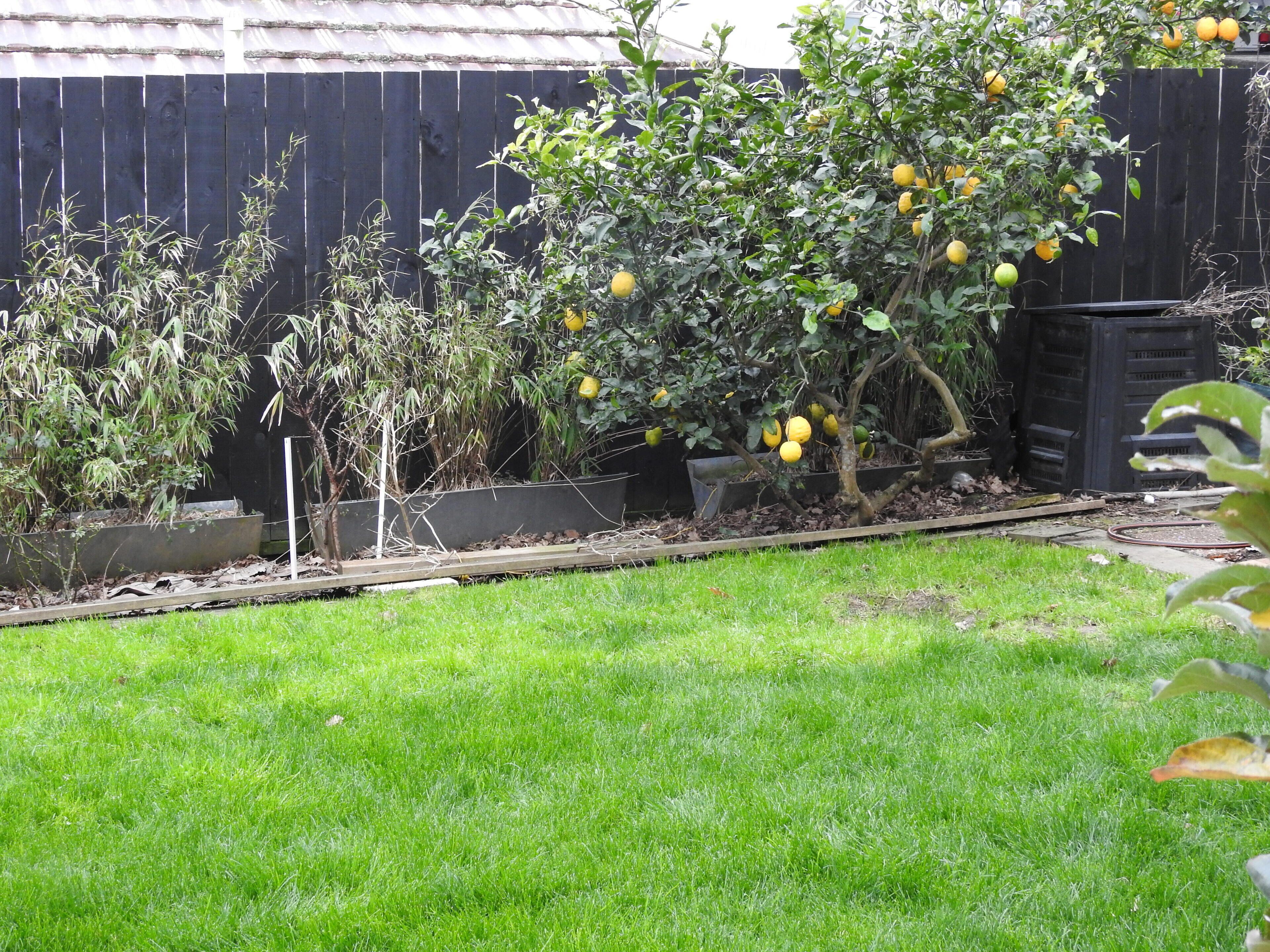 A garden with a variety of plants and a tree bearing yellow fruits, likely lemons, in front of a wooden fence.