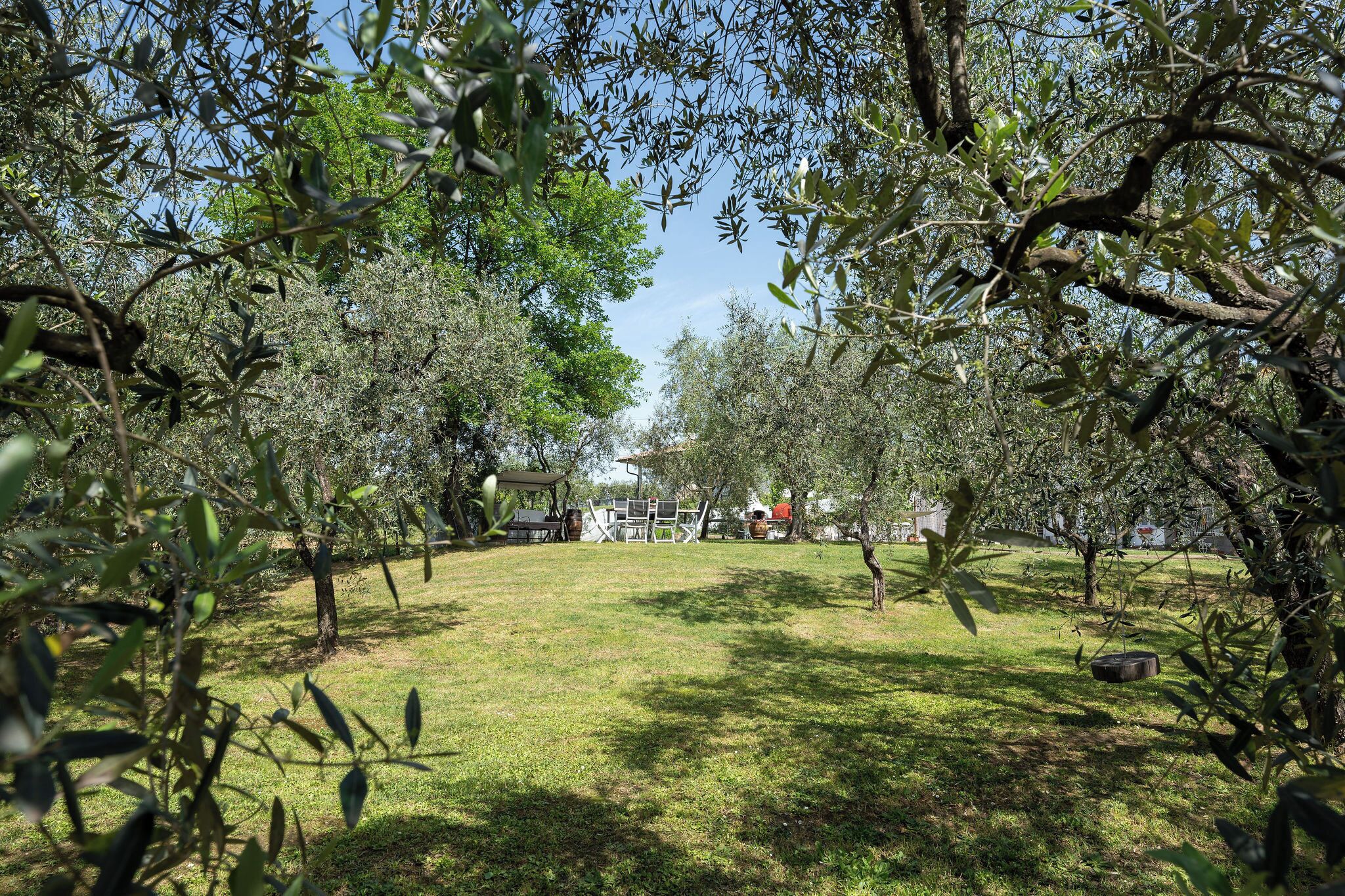 An olive grove with a clear sky.