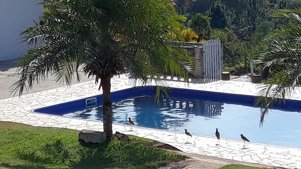 A swimming pool with a stone deck, surrounded by palm trees and a view of the sea.