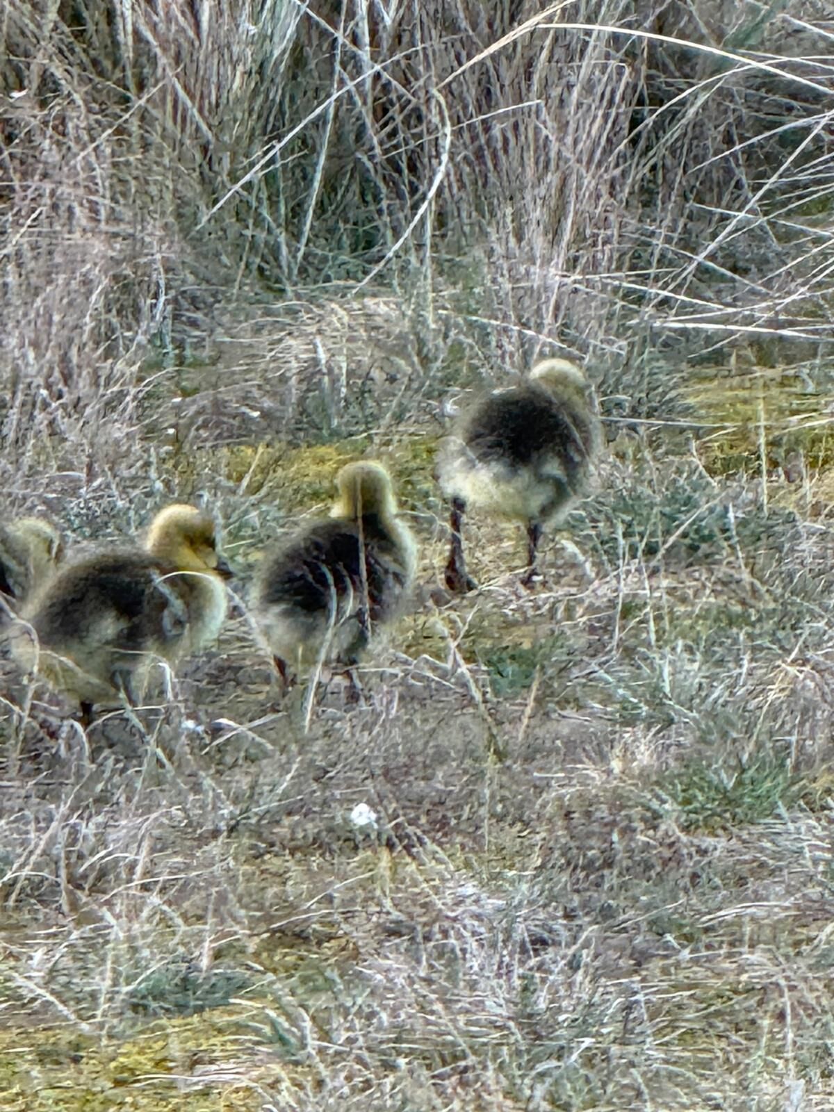 Three geese walking through a grassy field.