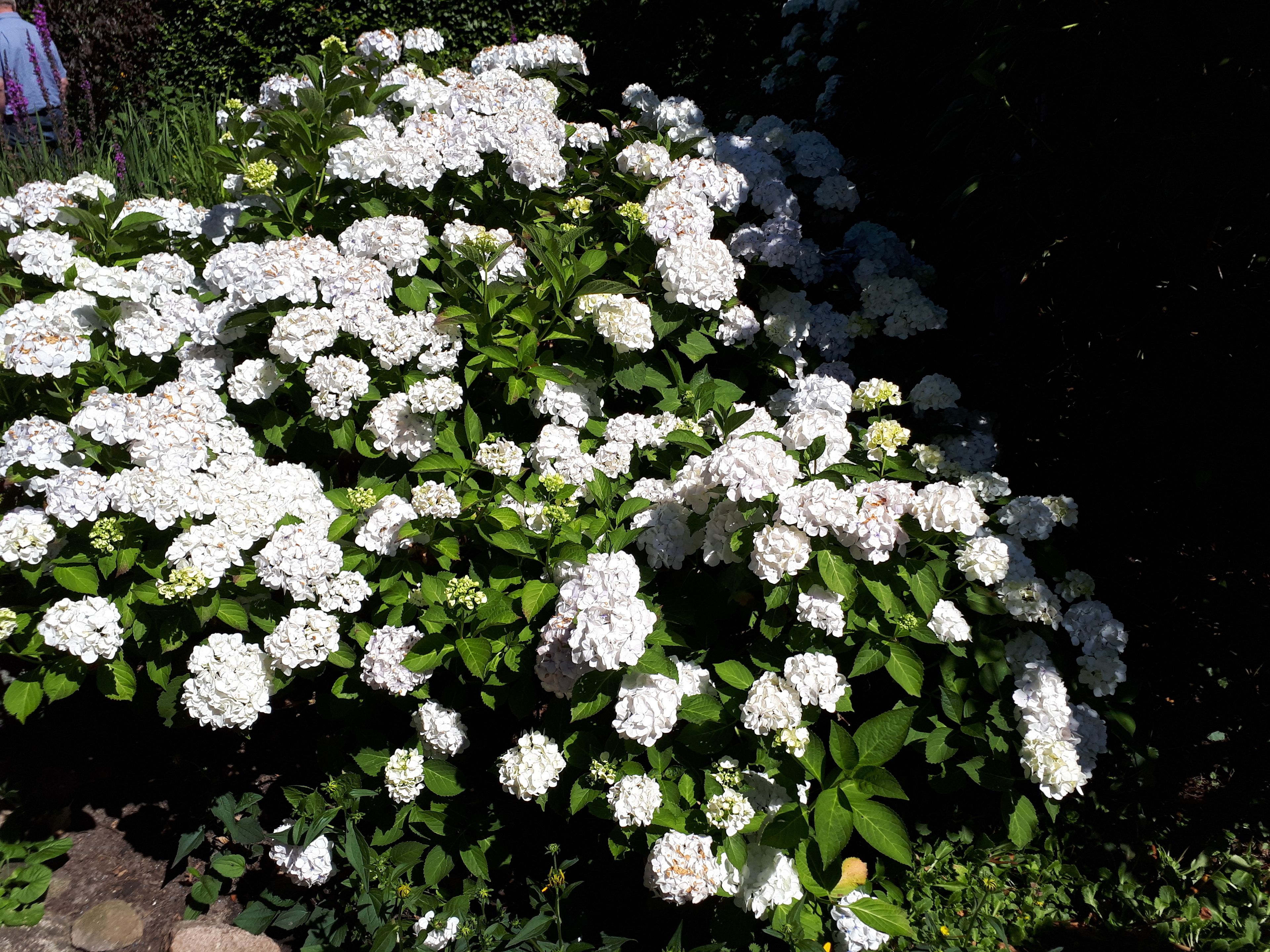 A garden with white flowers and green leaves.