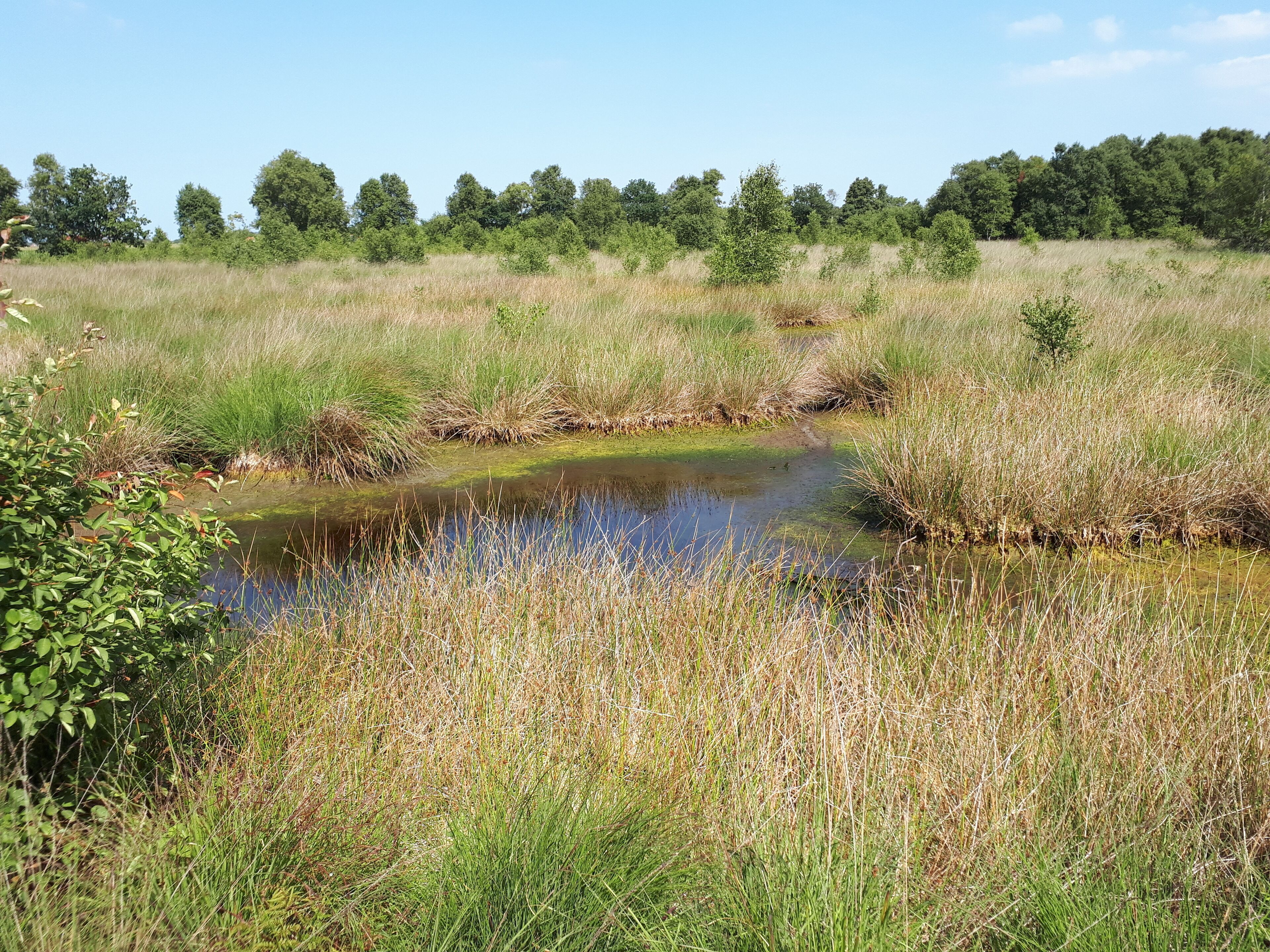 A natural landscape with a small water body surrounded by tall grasses and trees in the background.