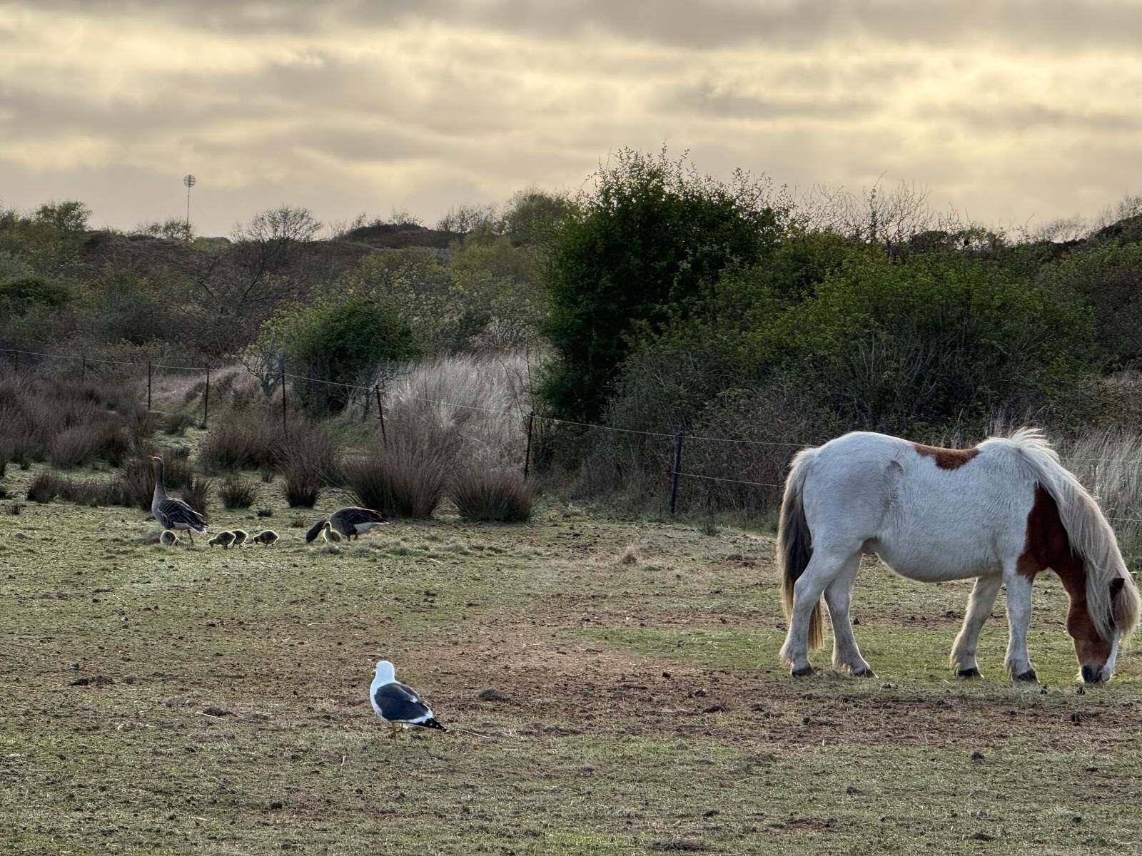 Un cheval broute dans un champ, avec une clôture et de la végétation en arrière-plan.