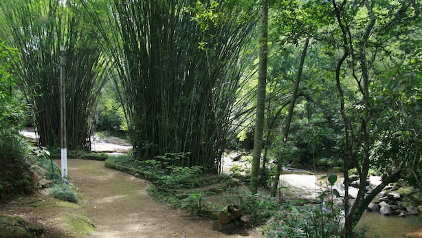 Un sentier bordé d’arbres, avec un chemin de terre qui traverse une bambouseraie et une forêt.