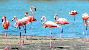 A group of flamingos standing by a body of water. - Hakuna Matata Bonaire (Kralendijk)