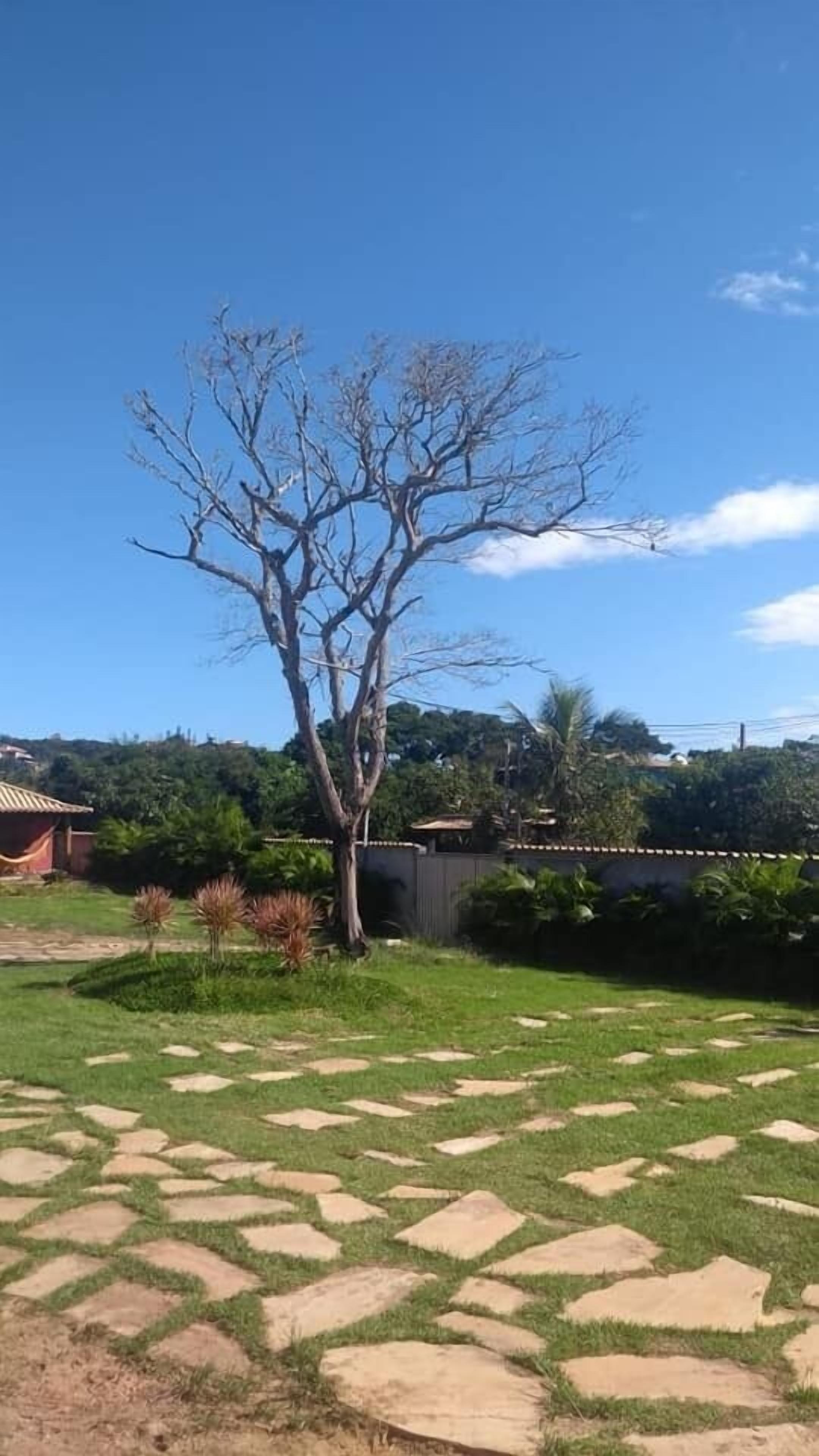 Un patio trasero con un árbol, un sendero de piedra y una casa al fondo.