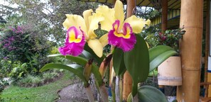 Garden - Finca Hotel El Barranco (Montenegro)