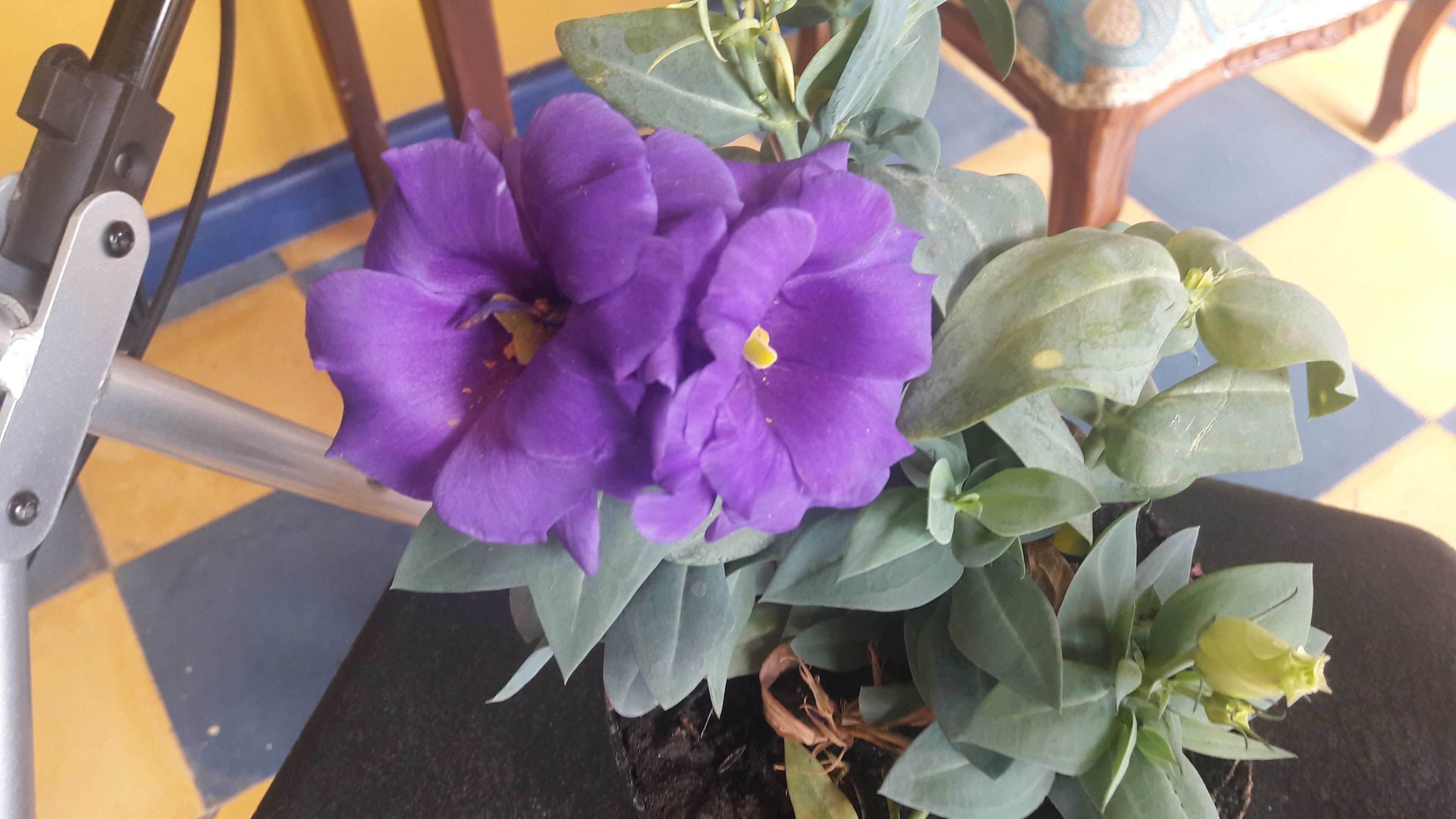 A potted plant with purple flowers and green leaves on a table.