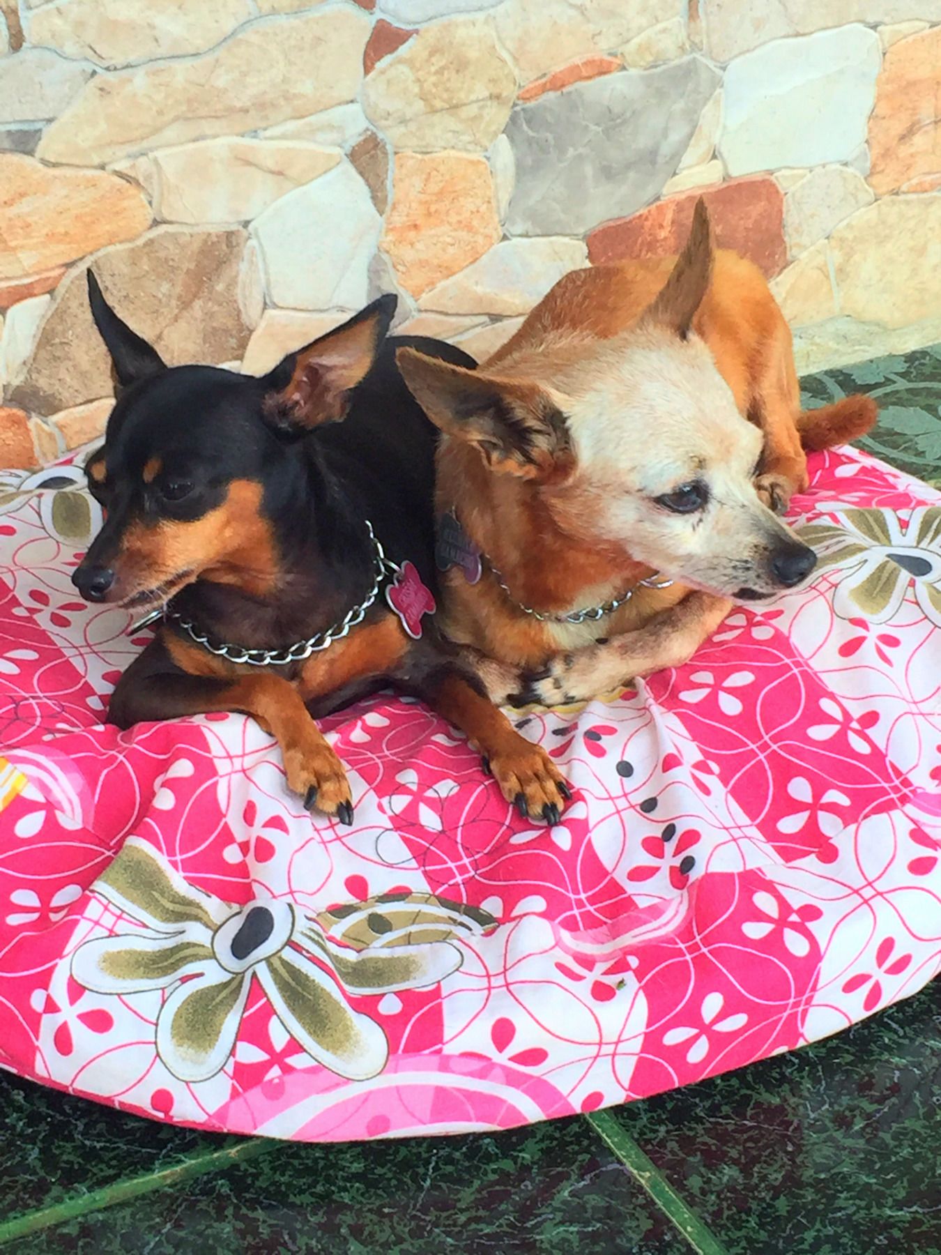 Foto - Guest House Pura Vida