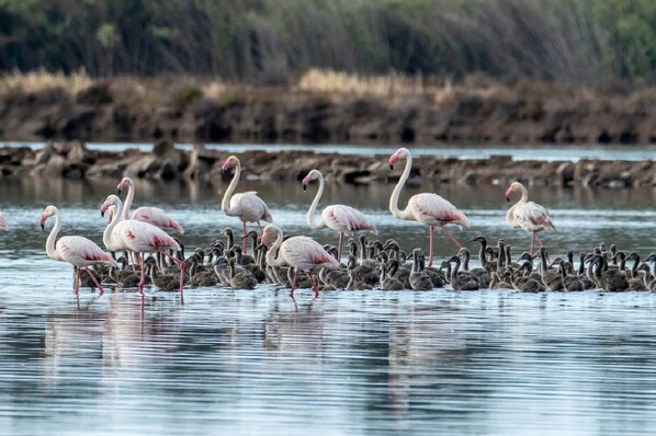 Un grupo de flamencos de pie en aguas poco profundas, con un paisaje natural de fondo.