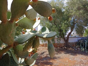Property grounds - Trullo Gioioso of Ostuni (Ostuni)
