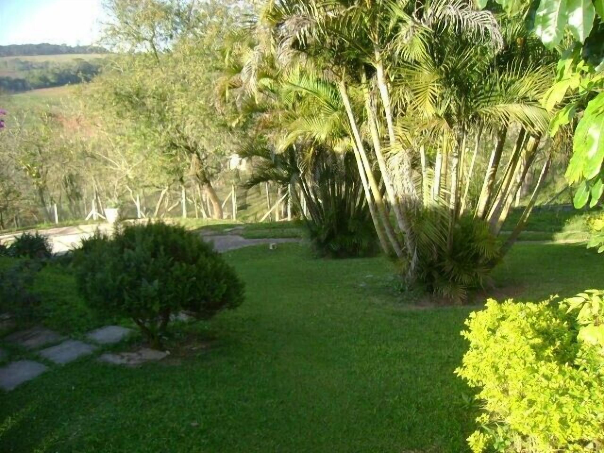 Un exuberante jardín con palmeras, un sendero pavimentado y una zona verde.