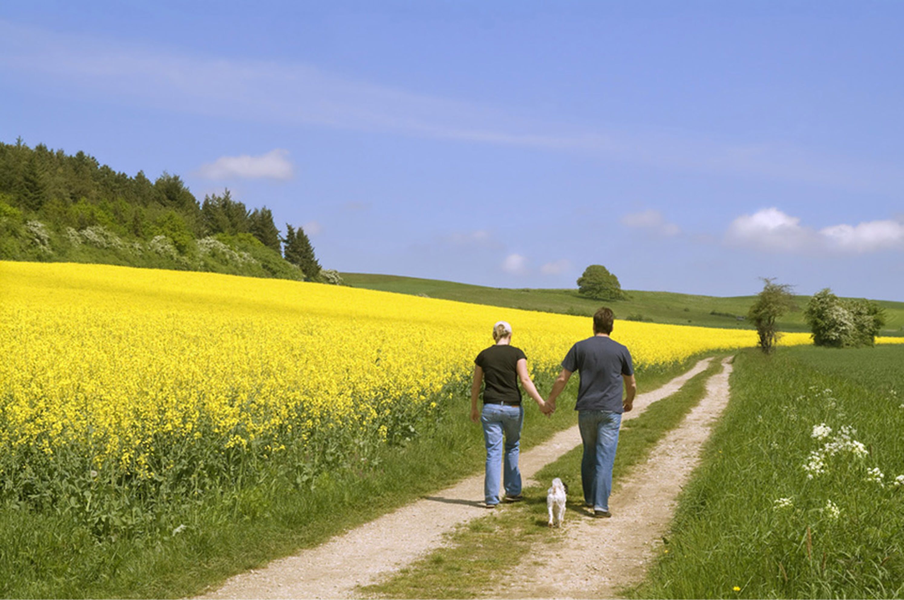 Een pad door een veld vol gele bloemen, met een hond en twee mensen die aan het wandelen zijn.