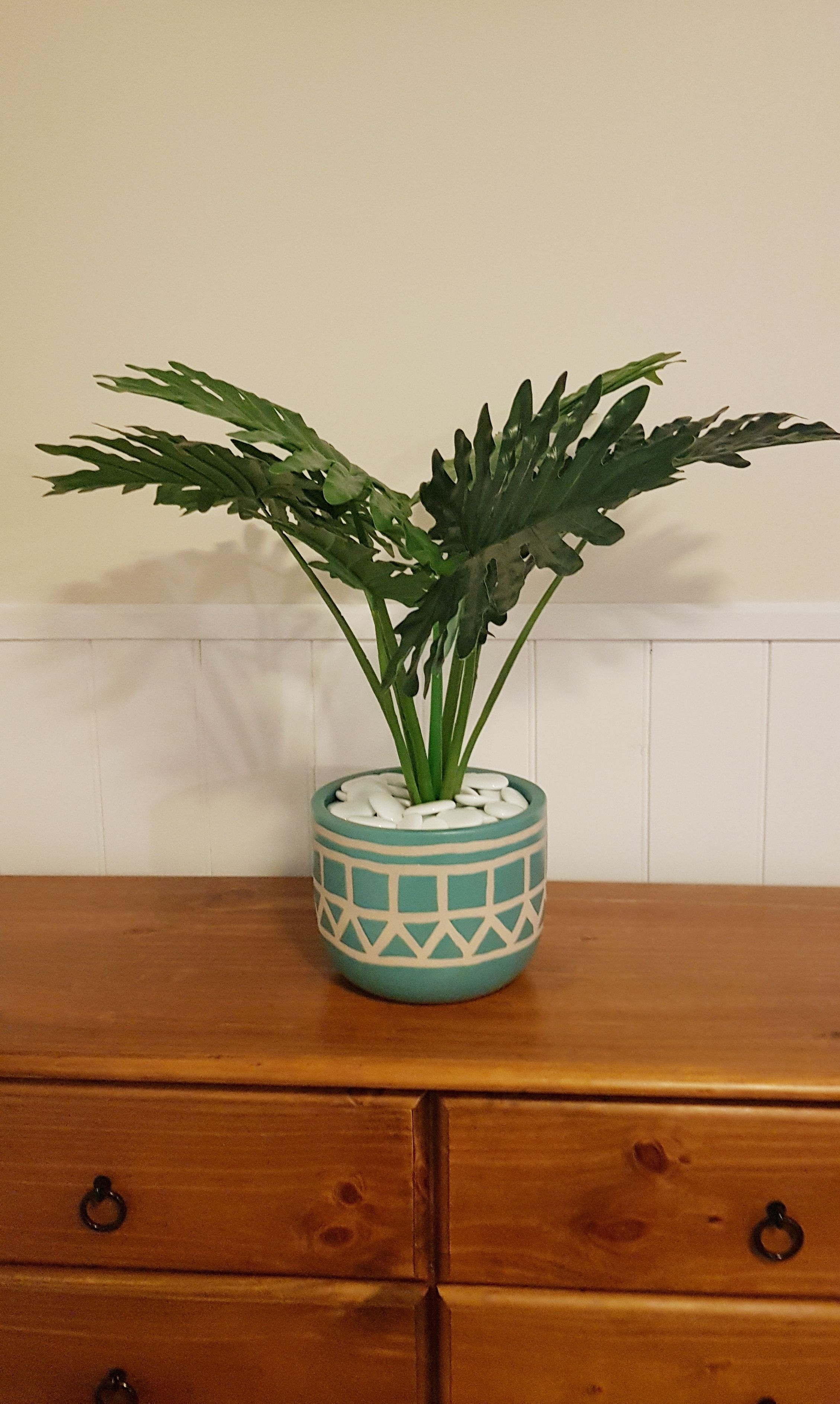 A potted plant with green leaves on a wooden dresser against a white wall.