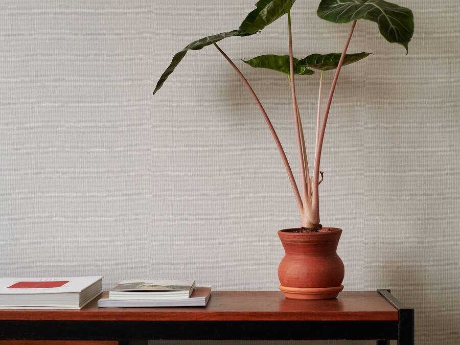 Un escritorio con una planta en maceta, una pila de libros y una silla.