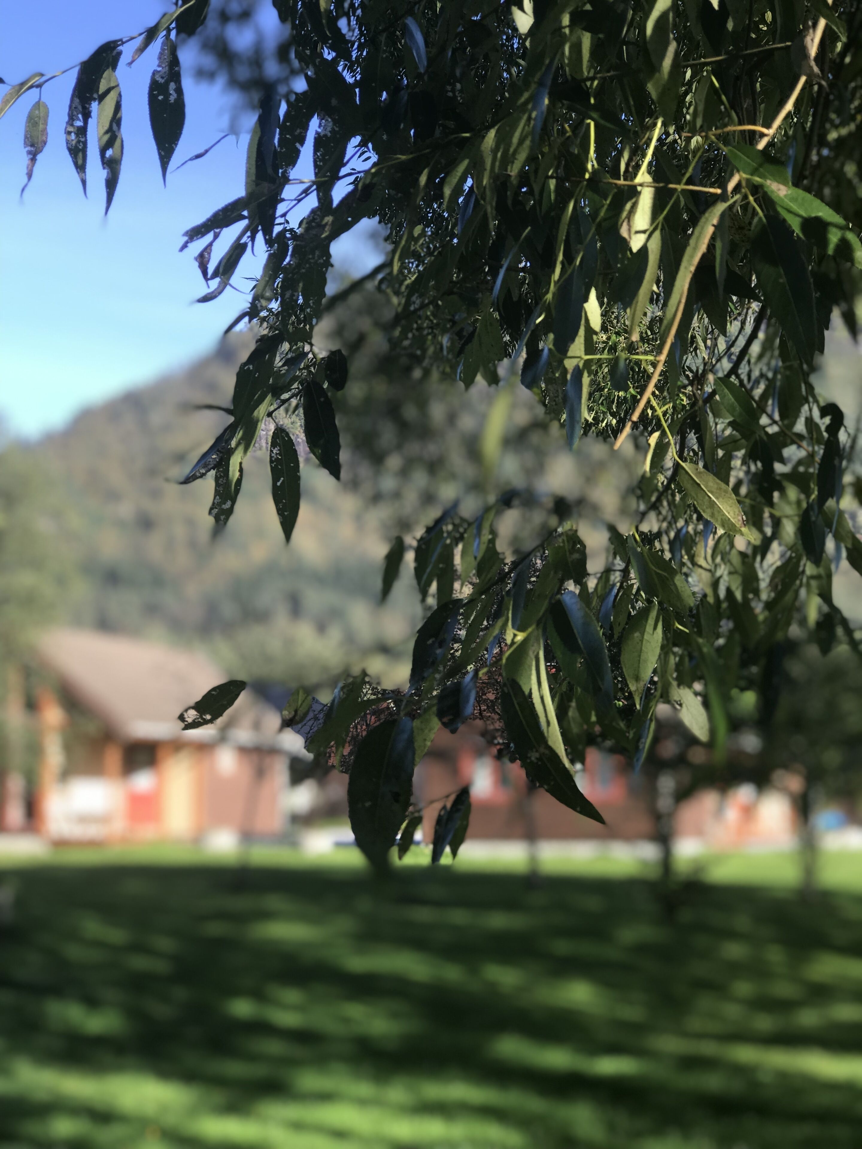 Árbol con hojas verdes y un fondo borroso que muestra una casa y montañas.