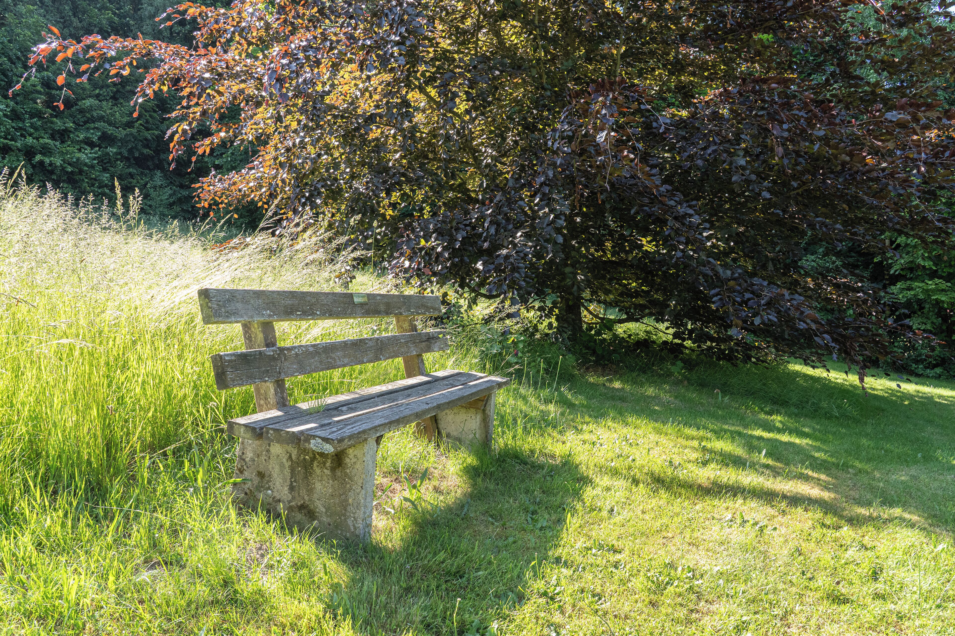 Eine Holzbank in einer grünen Parklandschaft, im Hintergrund ein Baum.