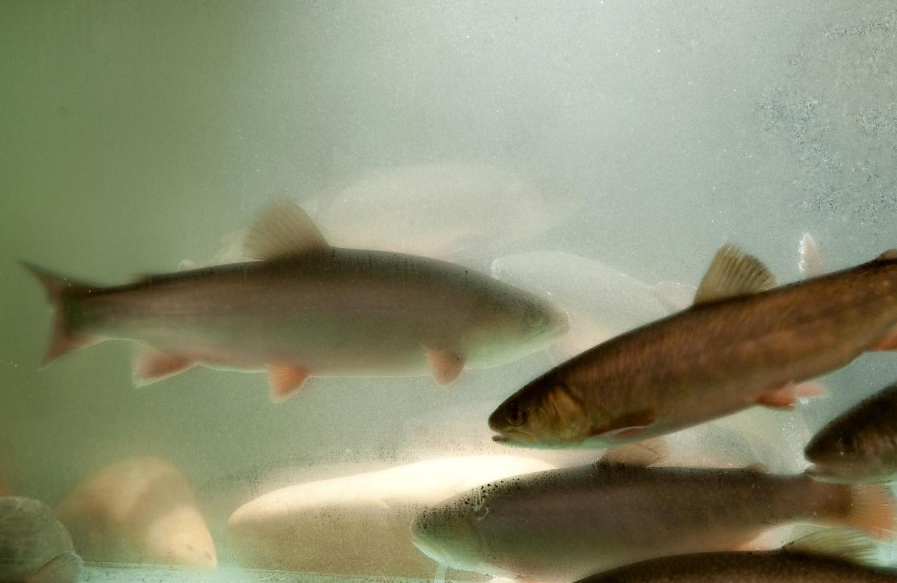 A fish tank with multiple fish swimming.