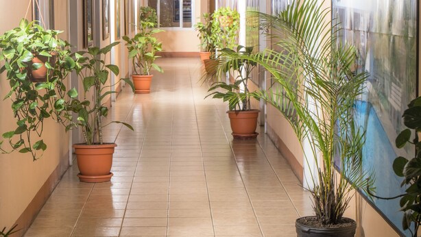 A hallway with potted plants, tiled flooring, and framed pictures on the walls. - Hotel Arrecifes (San José)