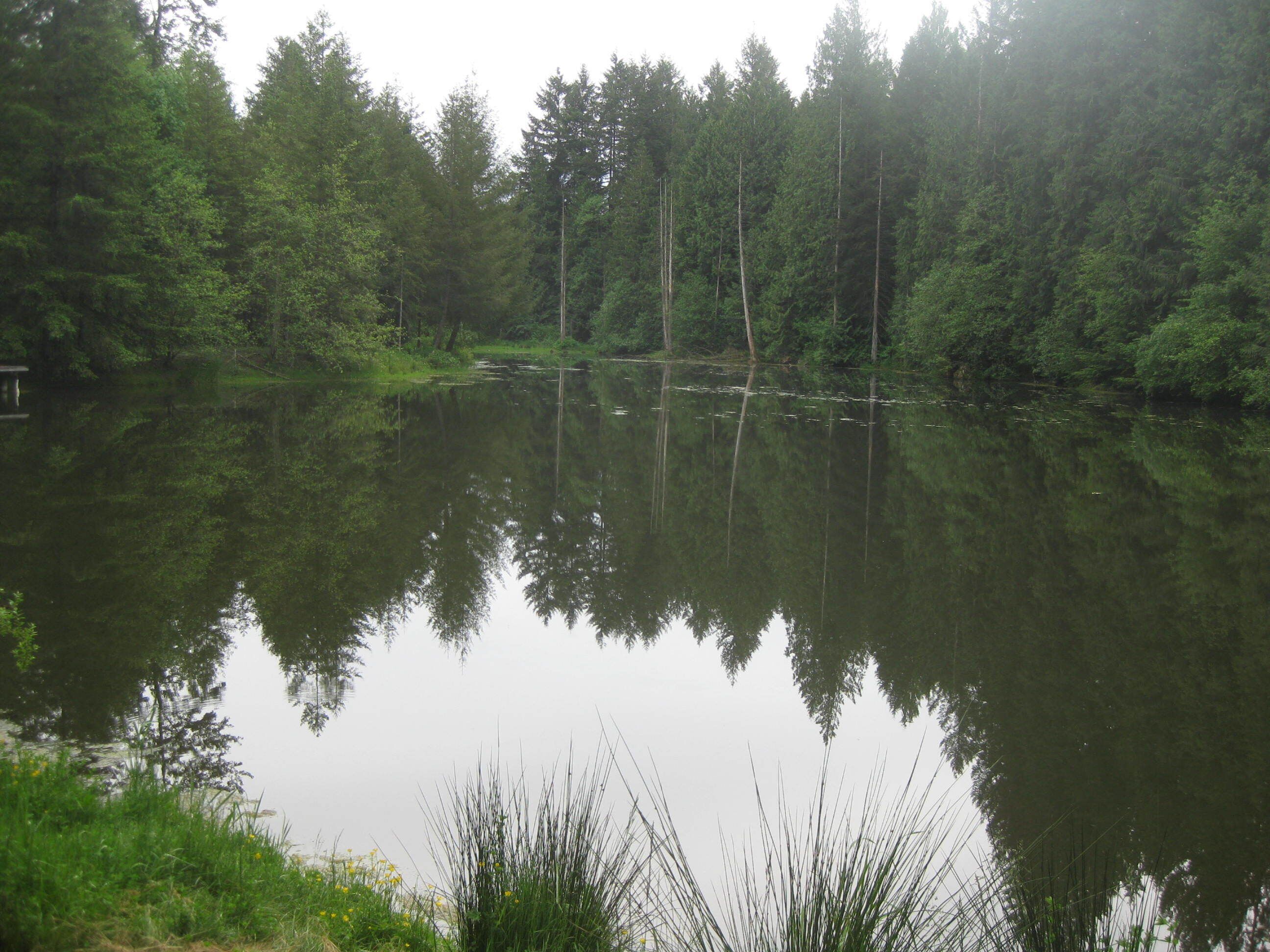A calm lake surrounded by dense forest.