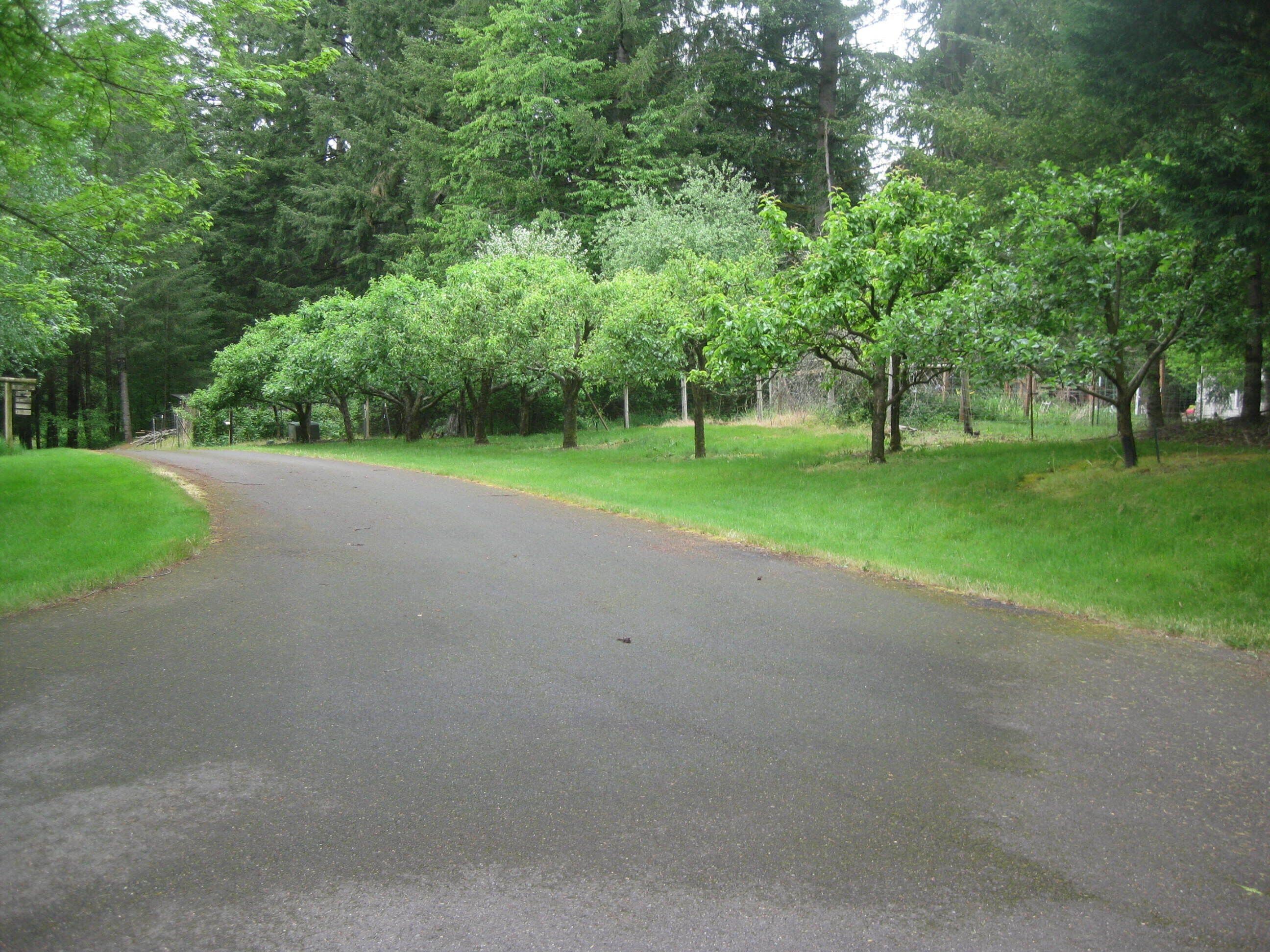 Une route asphaltée qui serpente à travers une zone boisée, bordée de chaque côté d’arbres denses et d’herbe.