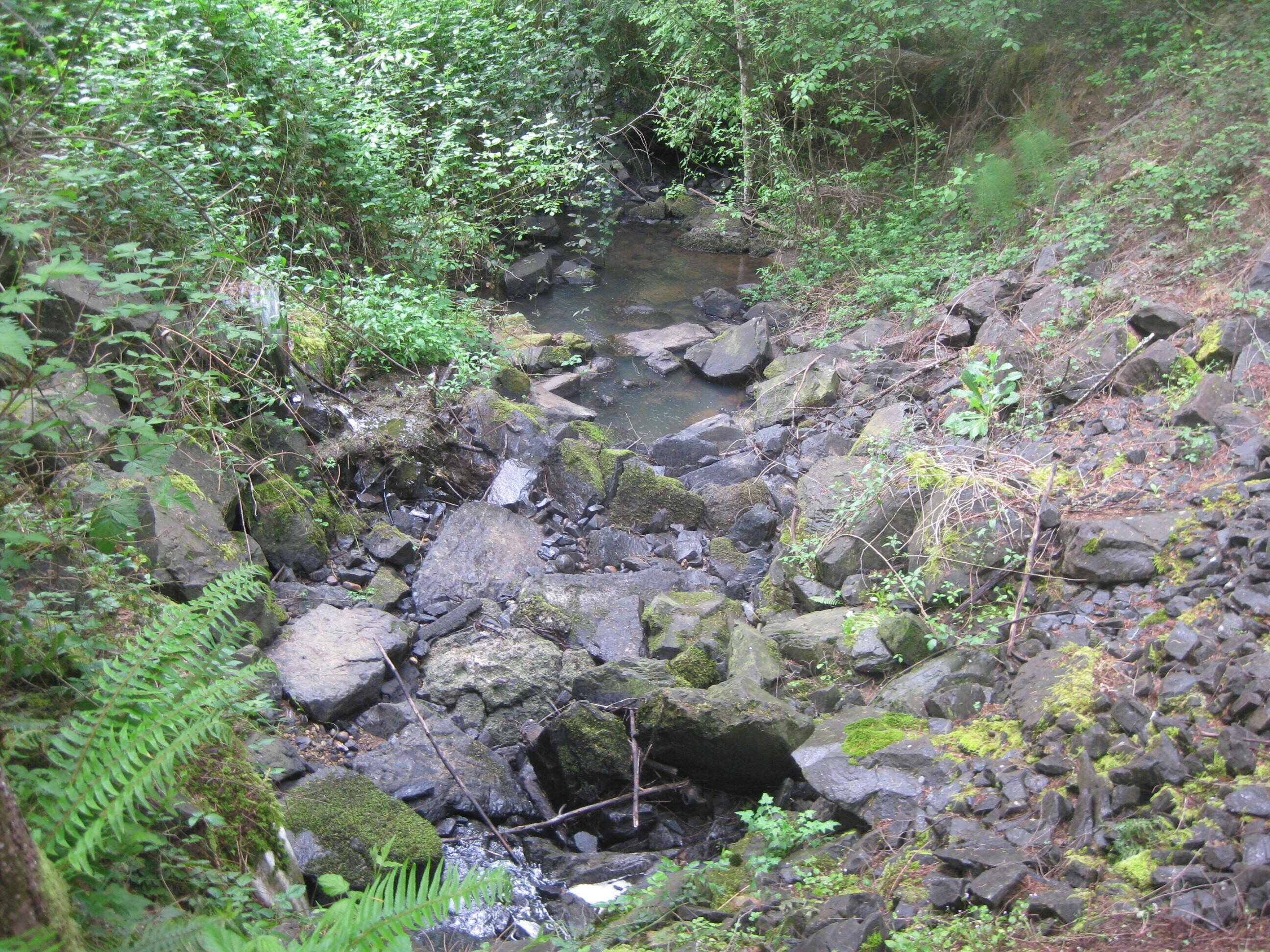 A rocky stream surrounded by dense greenery.