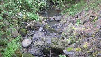 A rocky stream surrounded by dense greenery.