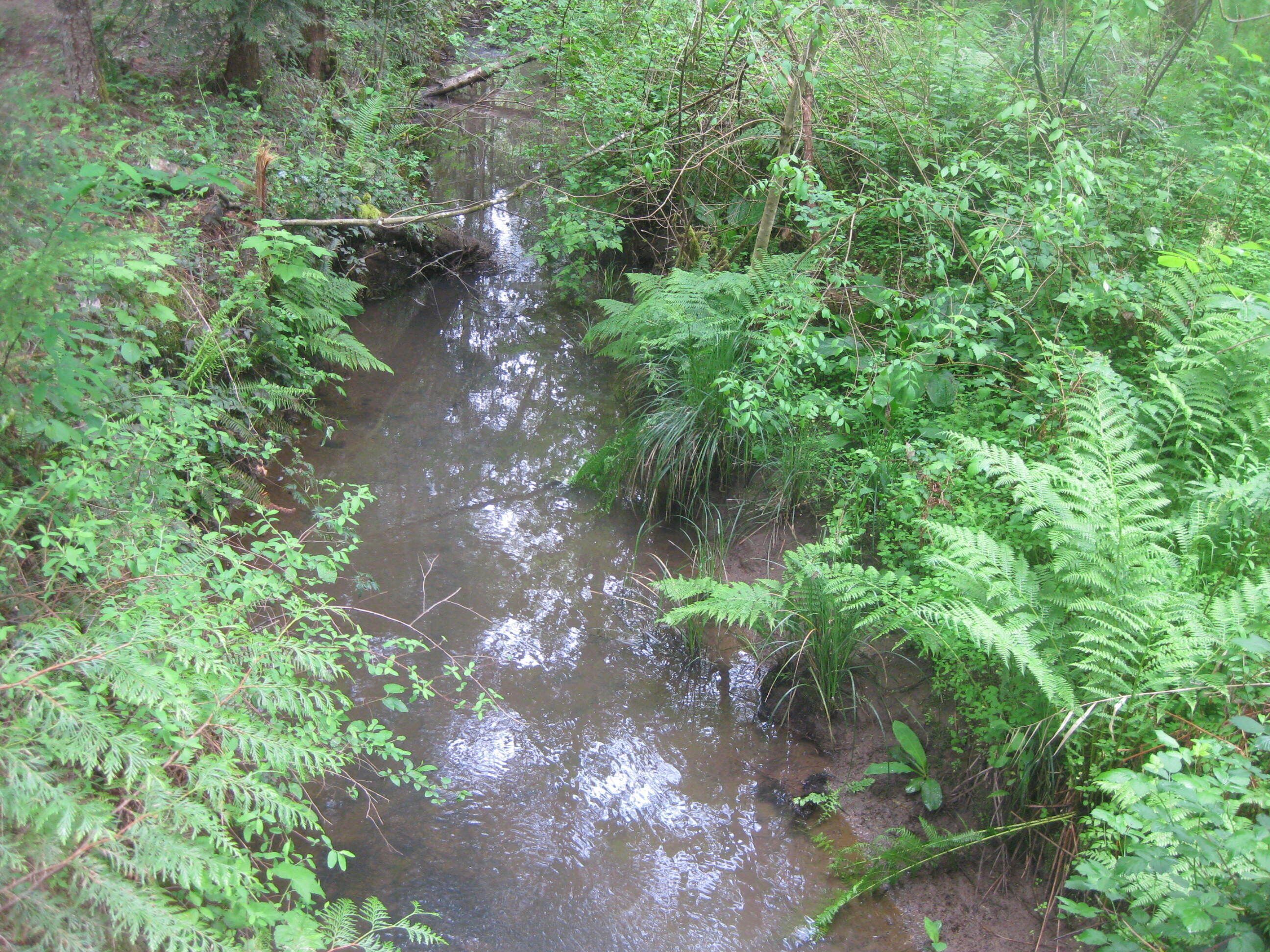 Un piccolo corso d'acqua naturale circondato da fitta vegetazione verde e felci.