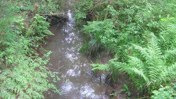 Un piccolo corso d'acqua naturale circondato da fitta vegetazione verde e felci.