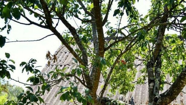 A tree with a white hanging chair suspended by ropes. - Typical barn from the 17th century, 120 square meters of living space (La Membrolle-sur-Choisille)