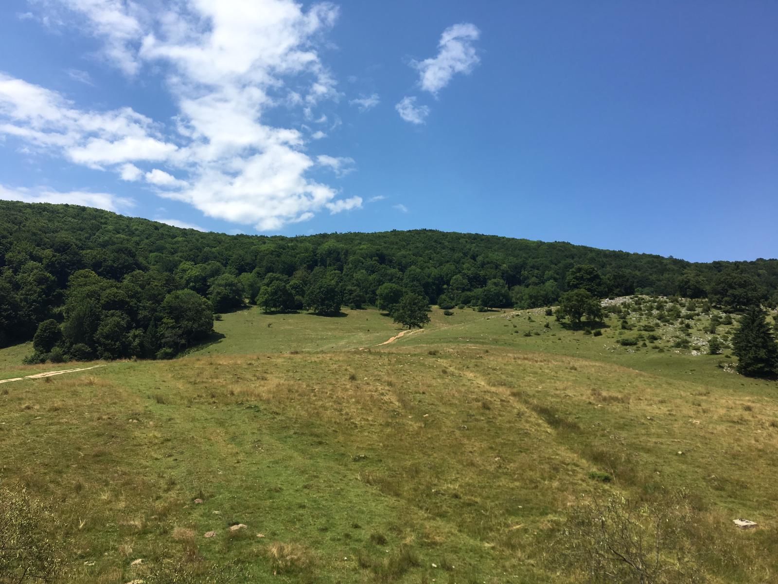 A grassy field with a dirt path leading to a forested hill.