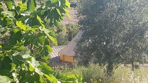 Una casa con techo marrón, rodeada de vegetación y un campo.