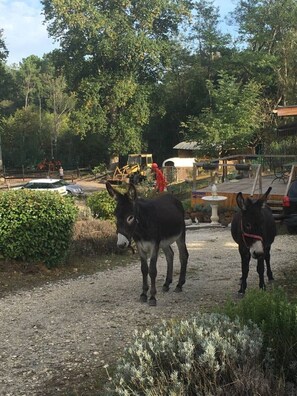 Terrein van de accommodatie