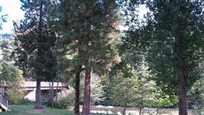 Ein Park mit hohen Bäumen, einer Holzbrücke und einer Rasenfläche.