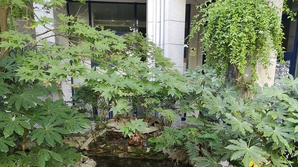 Un jardin intérieur paisible, avec un petit étang, entouré de différentes plantes et d’un mur de pierre.