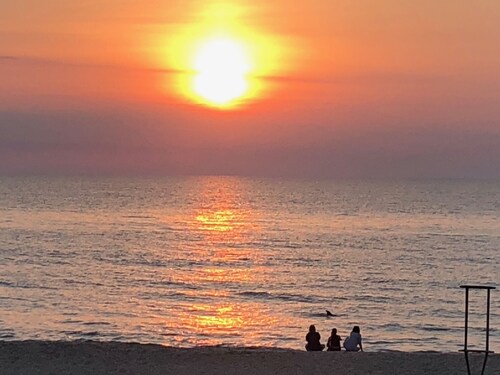 Étapes de la plage, piscine, chien amical!