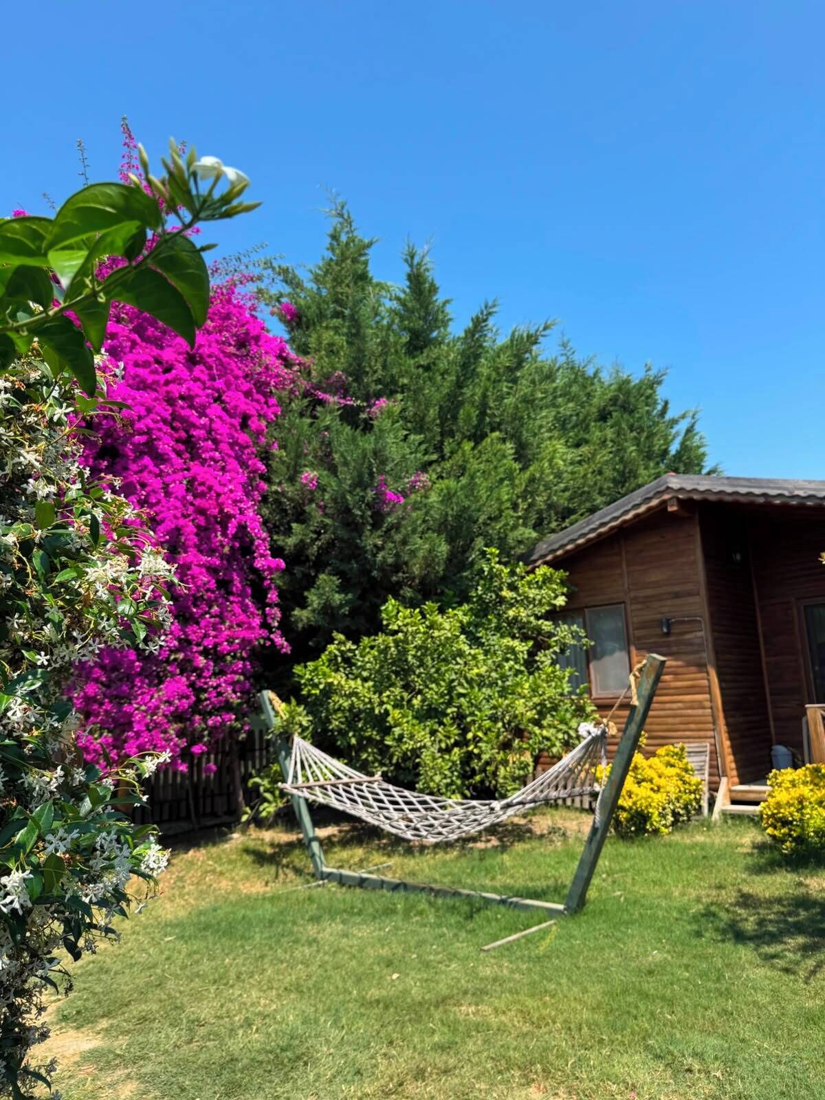 Une cabane en bois avec un hamac dans la cour, entourée d’une végétation luxuriante et de fleurs roses éclatantes.