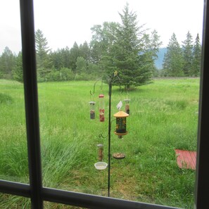 Vista a través de una ventana que muestra un campo cubierto de hierba, varios comederos para pájaros y un ave posada en uno de ellos.