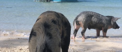 Sulla spiaggia, teli da spiaggia