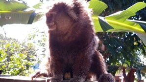 Un singe est assis sur une corniche en bois, avec en arrière-plan un décor de feuillage et d’arbres verdoyants.